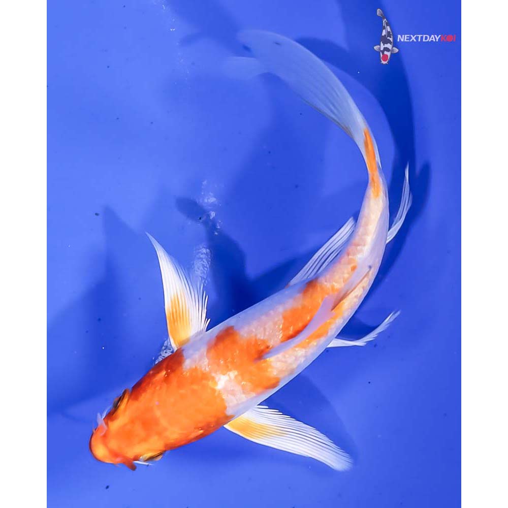 4.5” Imported Hariwake Butterfly Koi - Image 5
