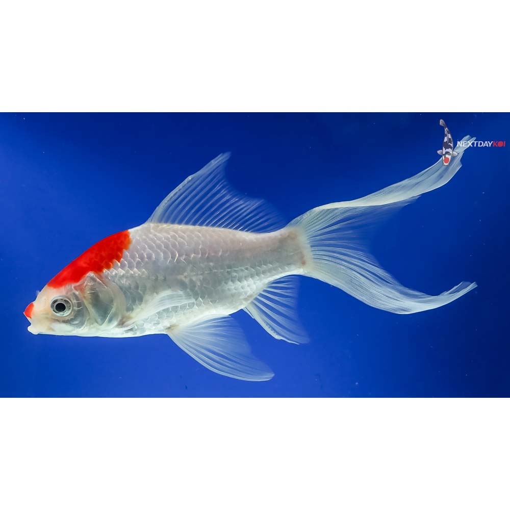 7.5” Imported Tancho Sarasa Comet - Image 3