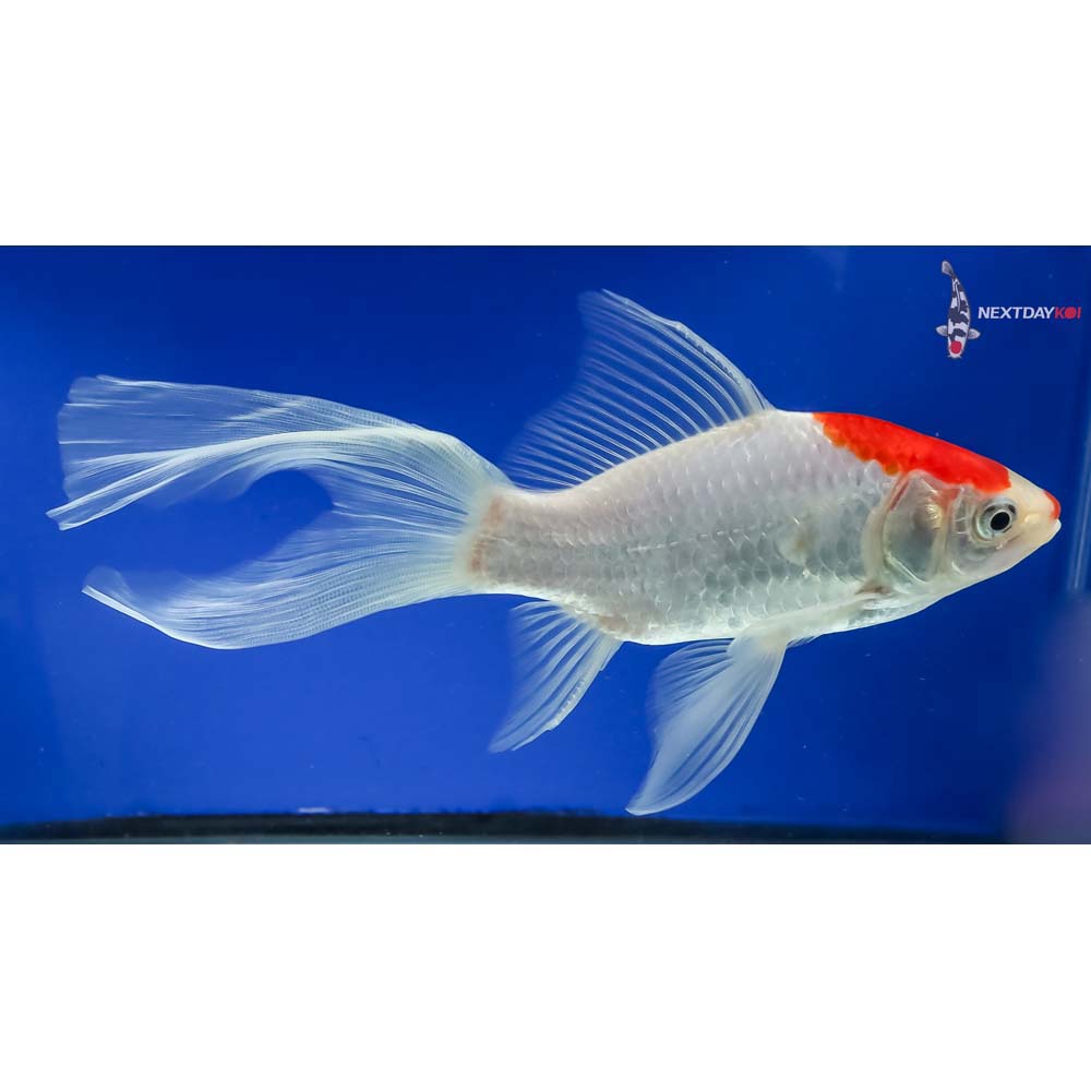 7.5” Imported Tancho Sarasa Comet - Image 4