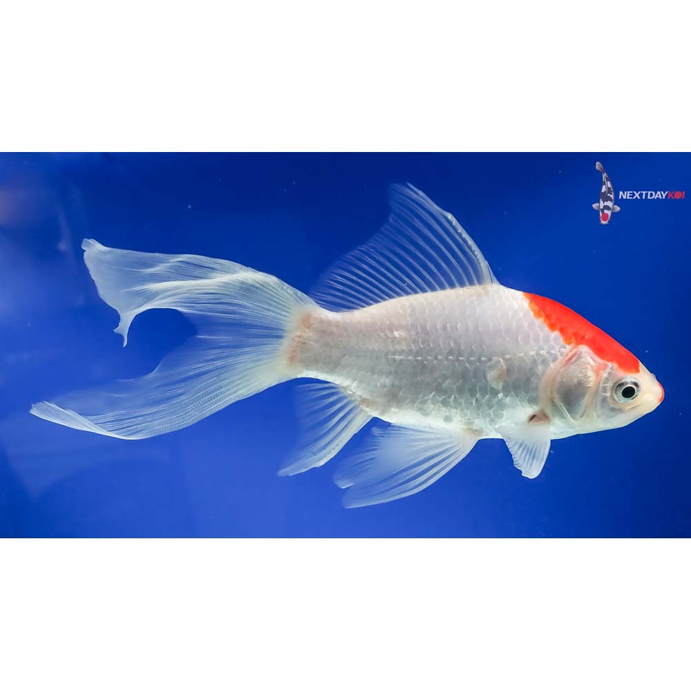 7.5” Imported Tancho Sarasa Comet - Image 2