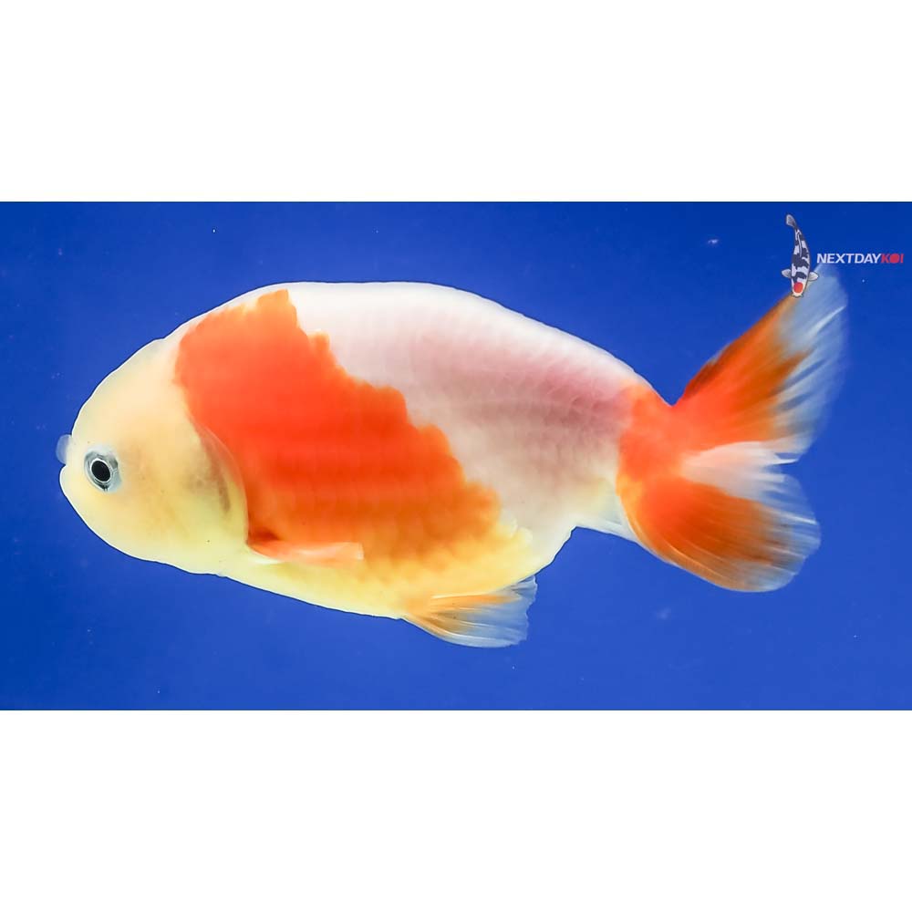3” Imported Red and White Ranchu - Image 2