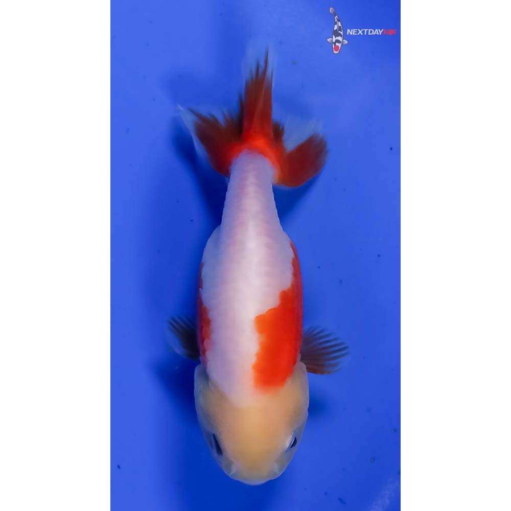 3” Imported Red and White Ranchu - Image 3