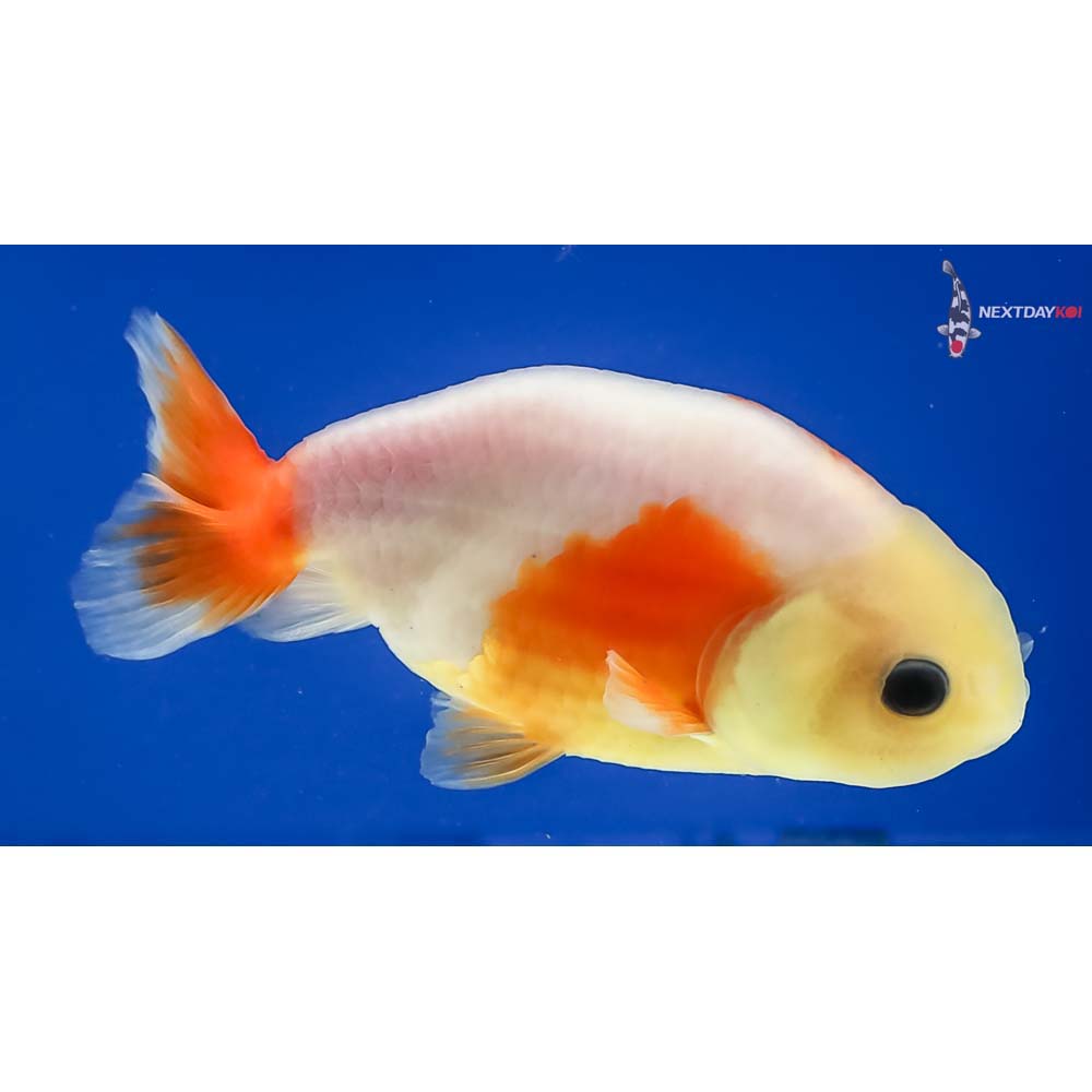 3” Imported Red and White Ranchu - Image 4