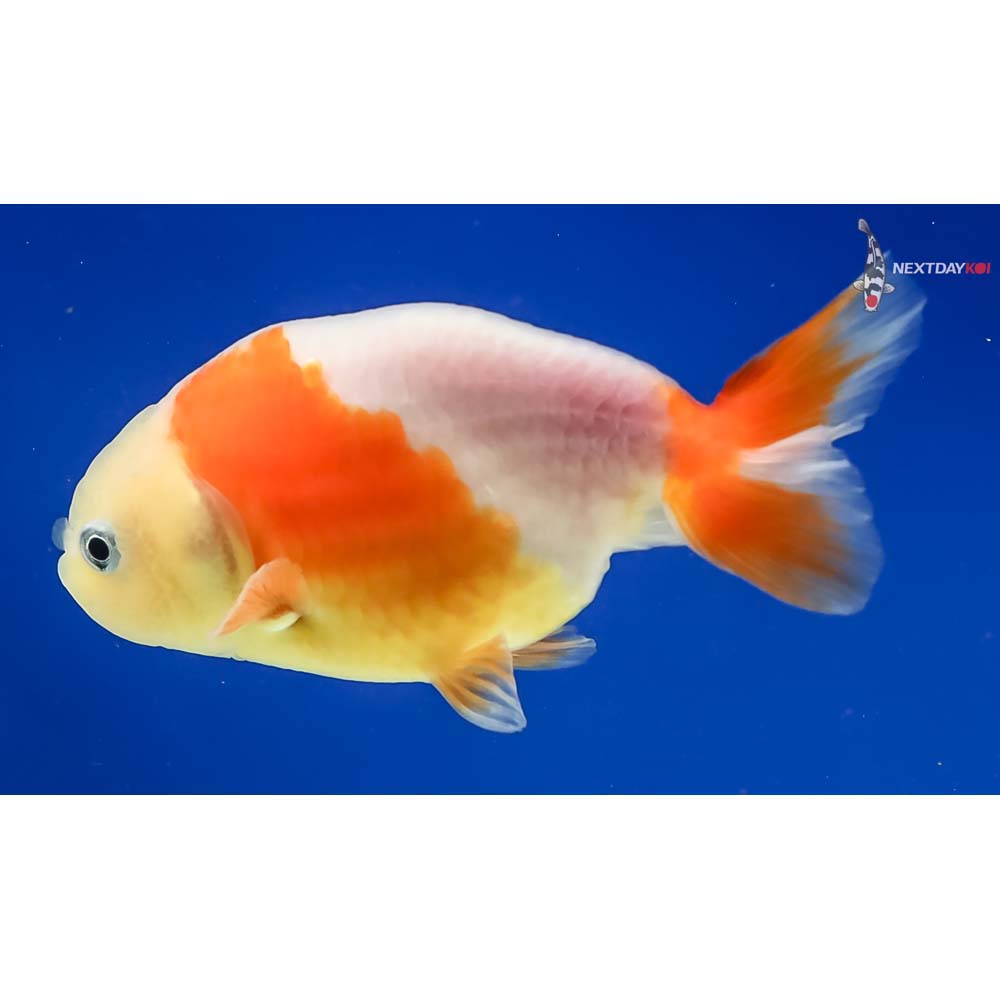 3” Imported Red and White Ranchu - Image 5
