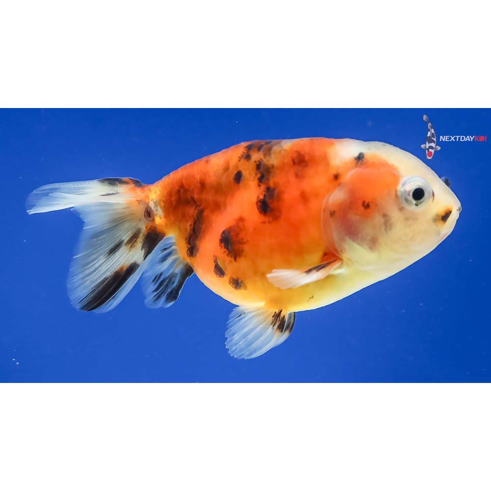 3” Imported Calico Ranchu