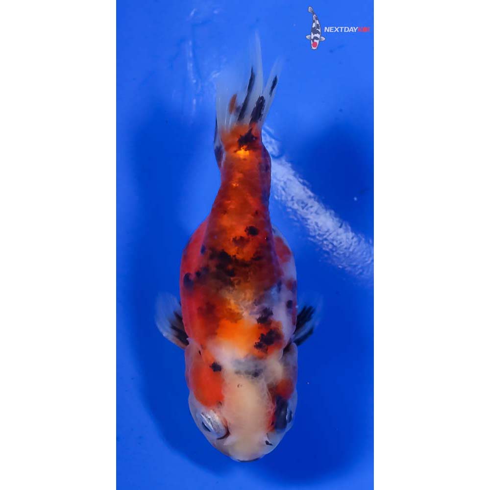 3” Imported Calico Ranchu - Image 3