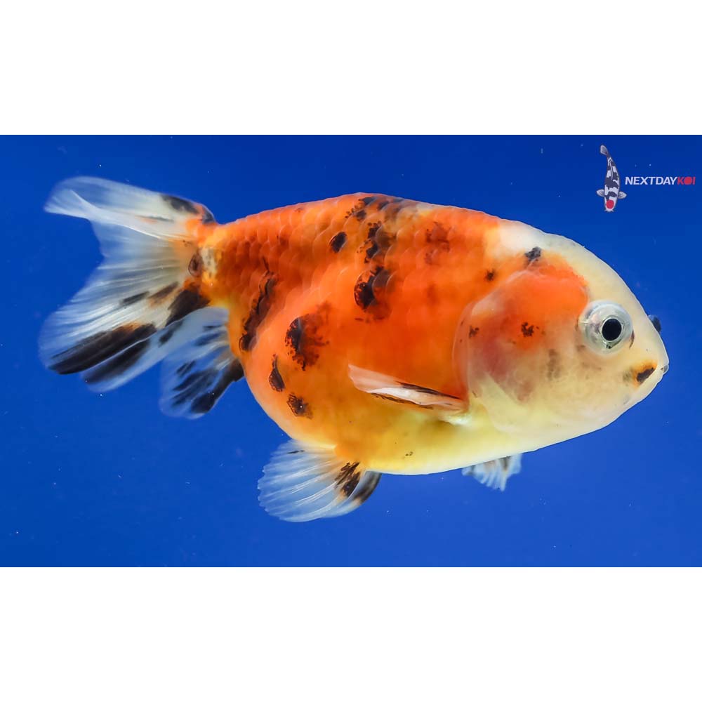 3” Imported Calico Ranchu - Image 4