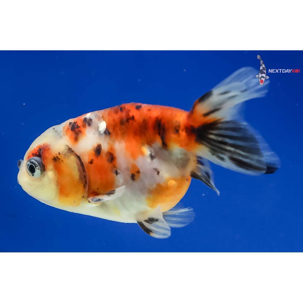3” Imported Calico Ranchu - Image 5