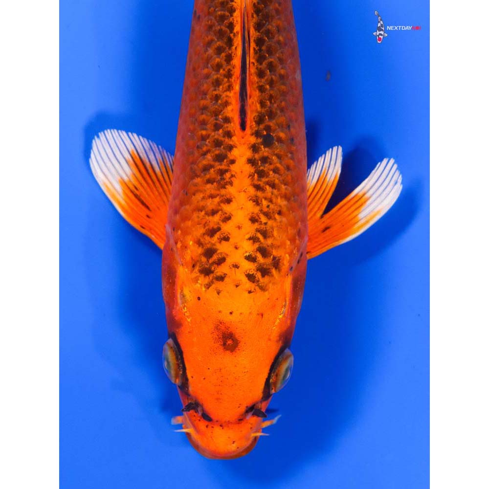 8” Imported Orenji Matsuba - Image 2