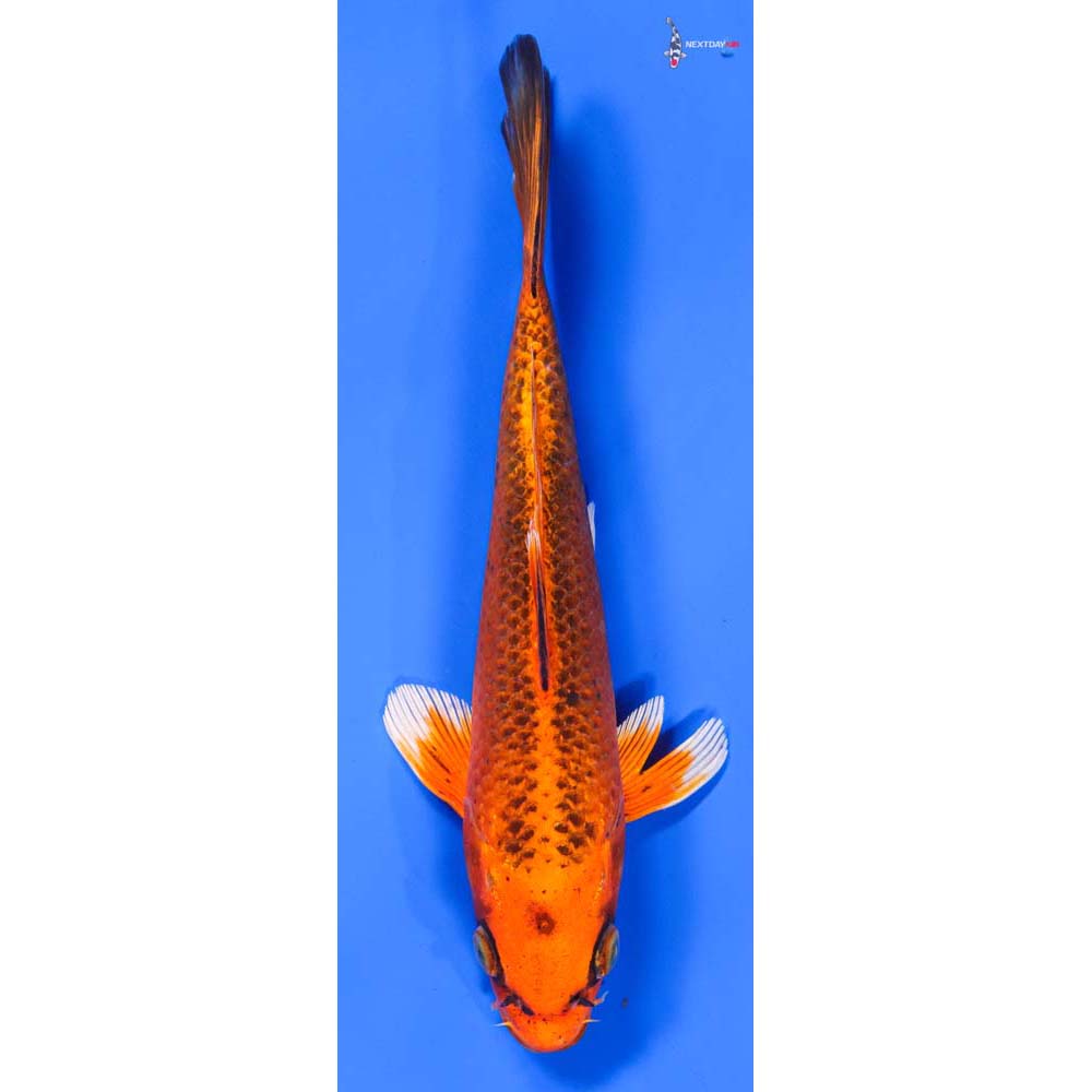 8” Imported Orenji Matsuba - Image 4