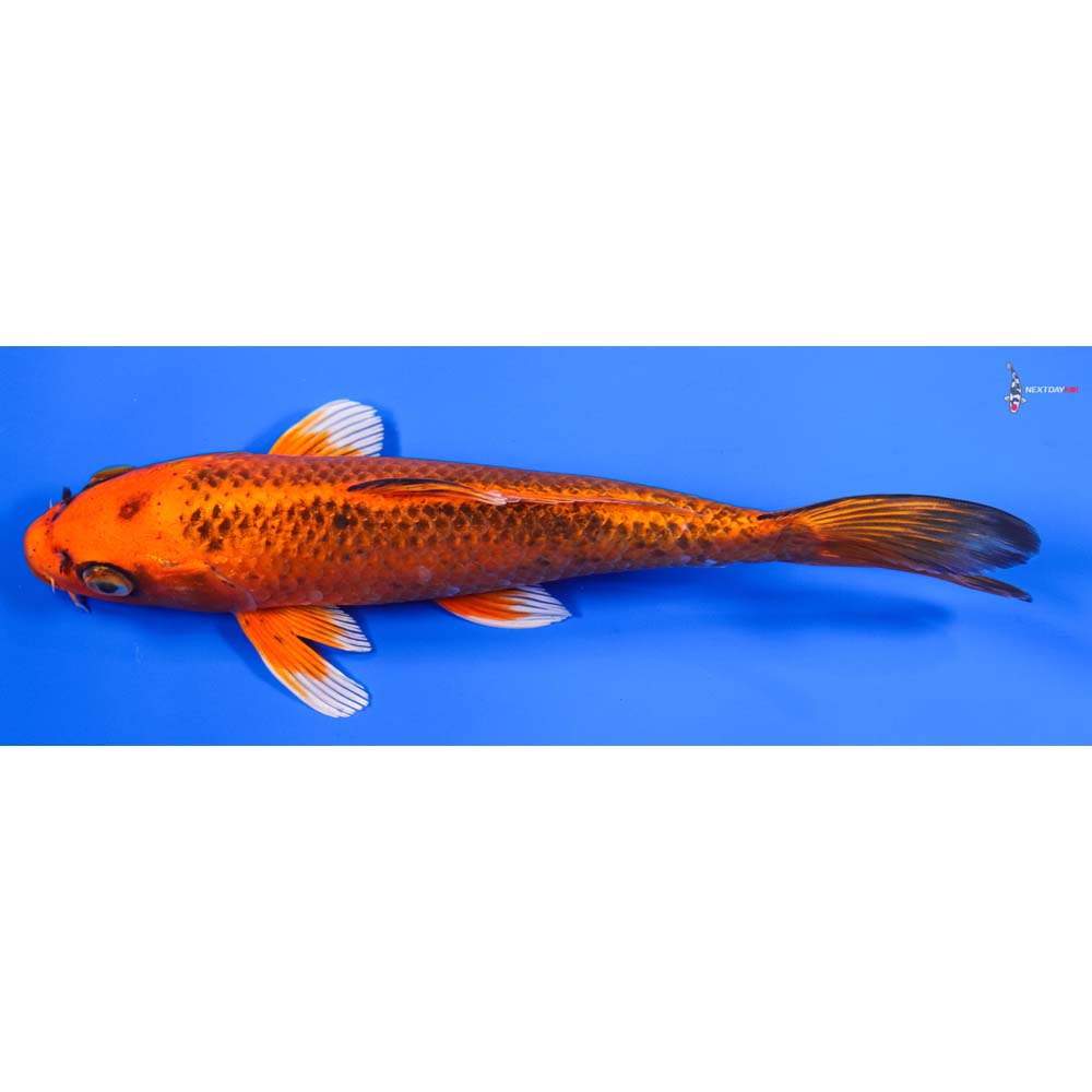 8” Imported Orenji Matsuba - Image 5