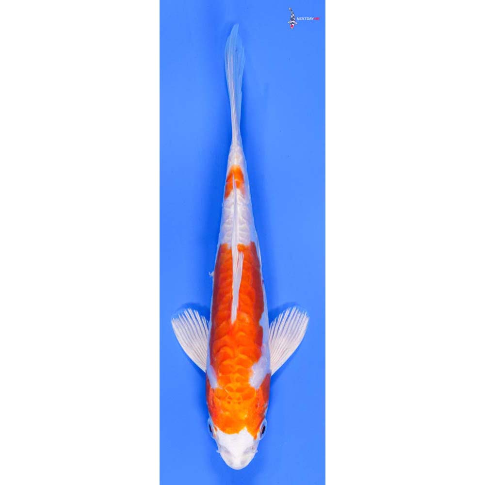 7” Imported Kikusui