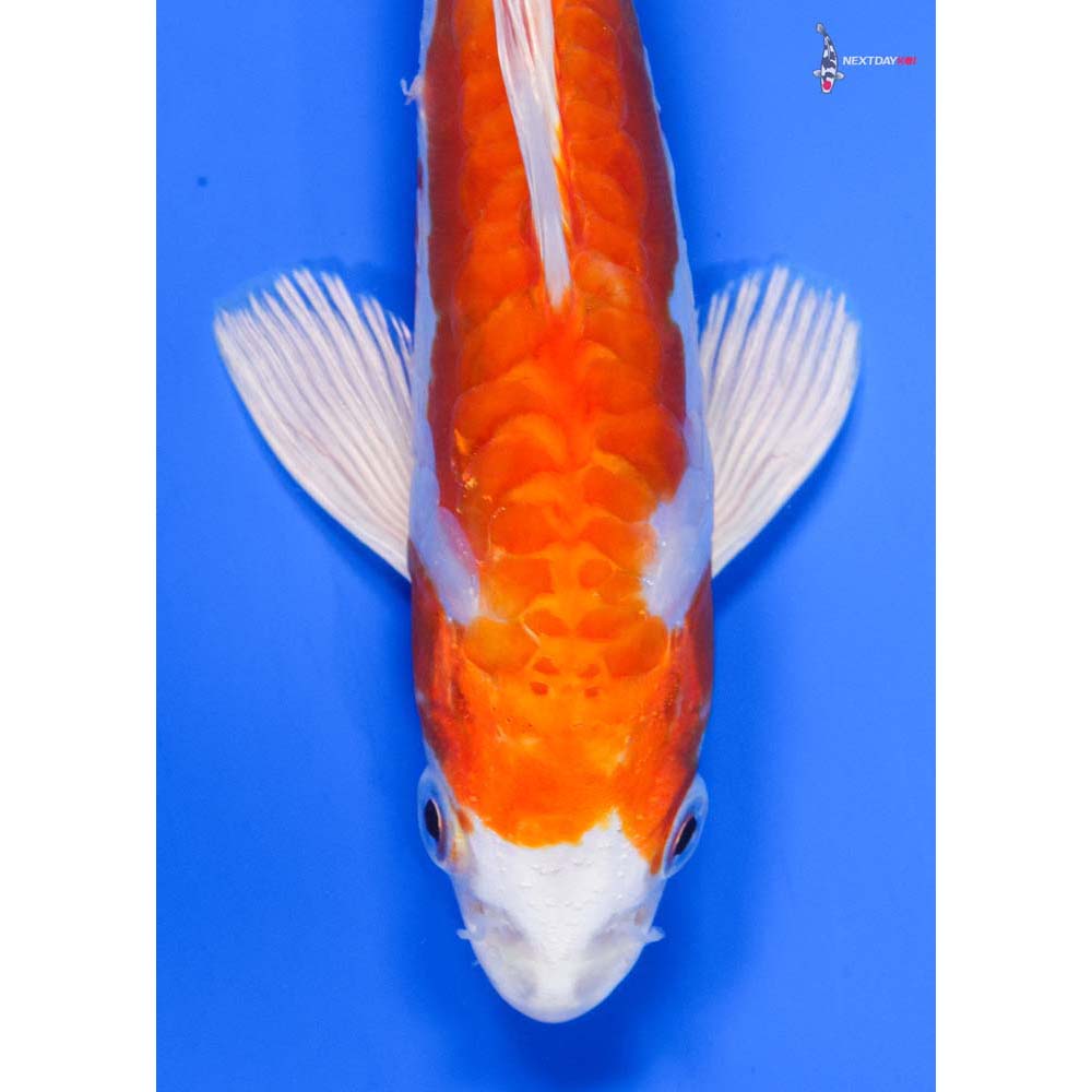 7” Imported Kikusui - Image 2