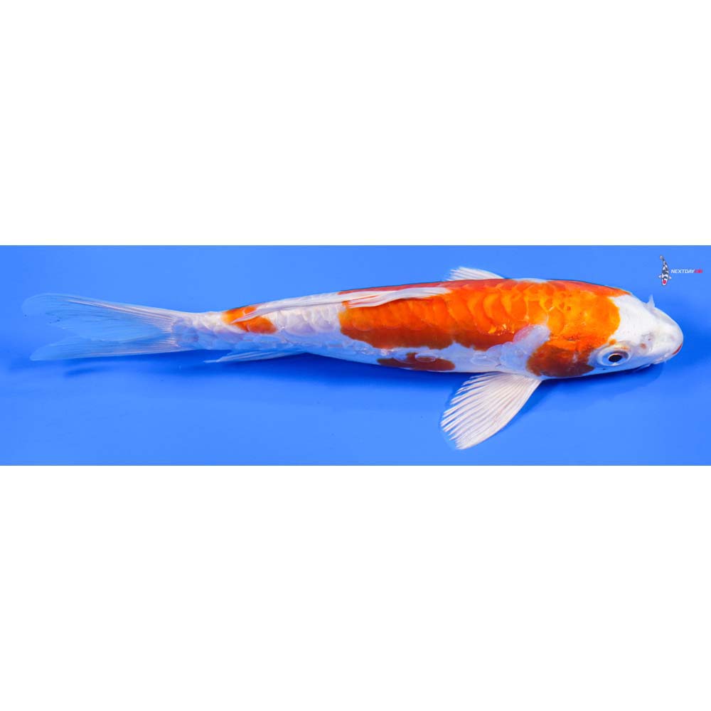 7” Imported Kikusui - Image 3