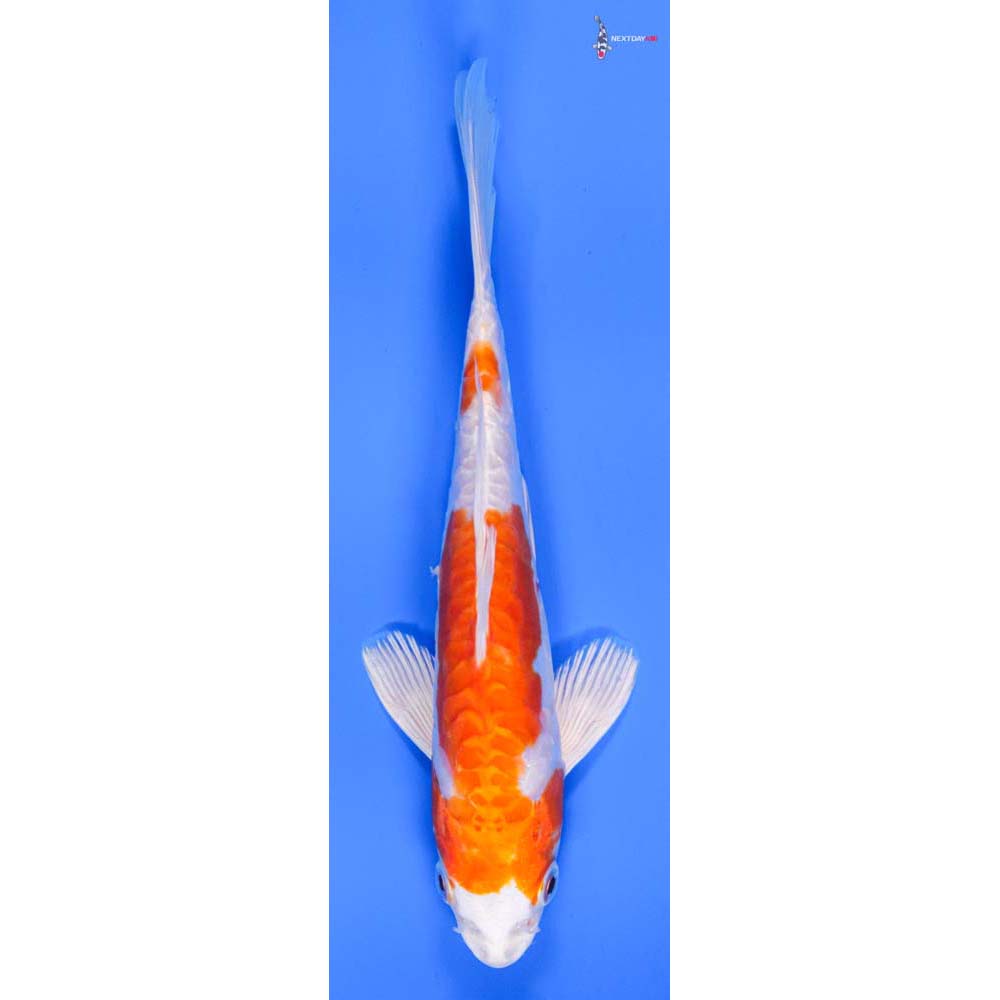 7” Imported Kikusui - Image 4