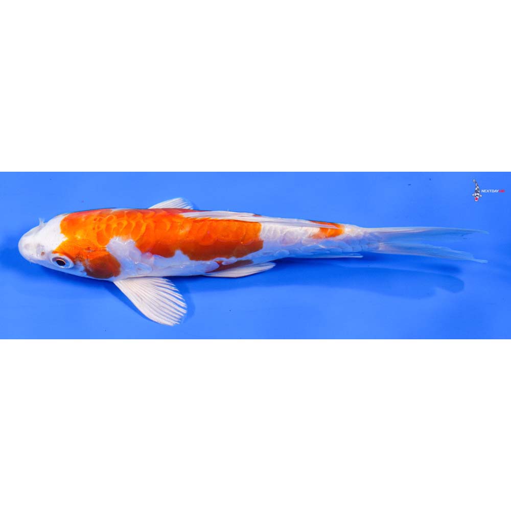 7” Imported Kikusui - Image 5