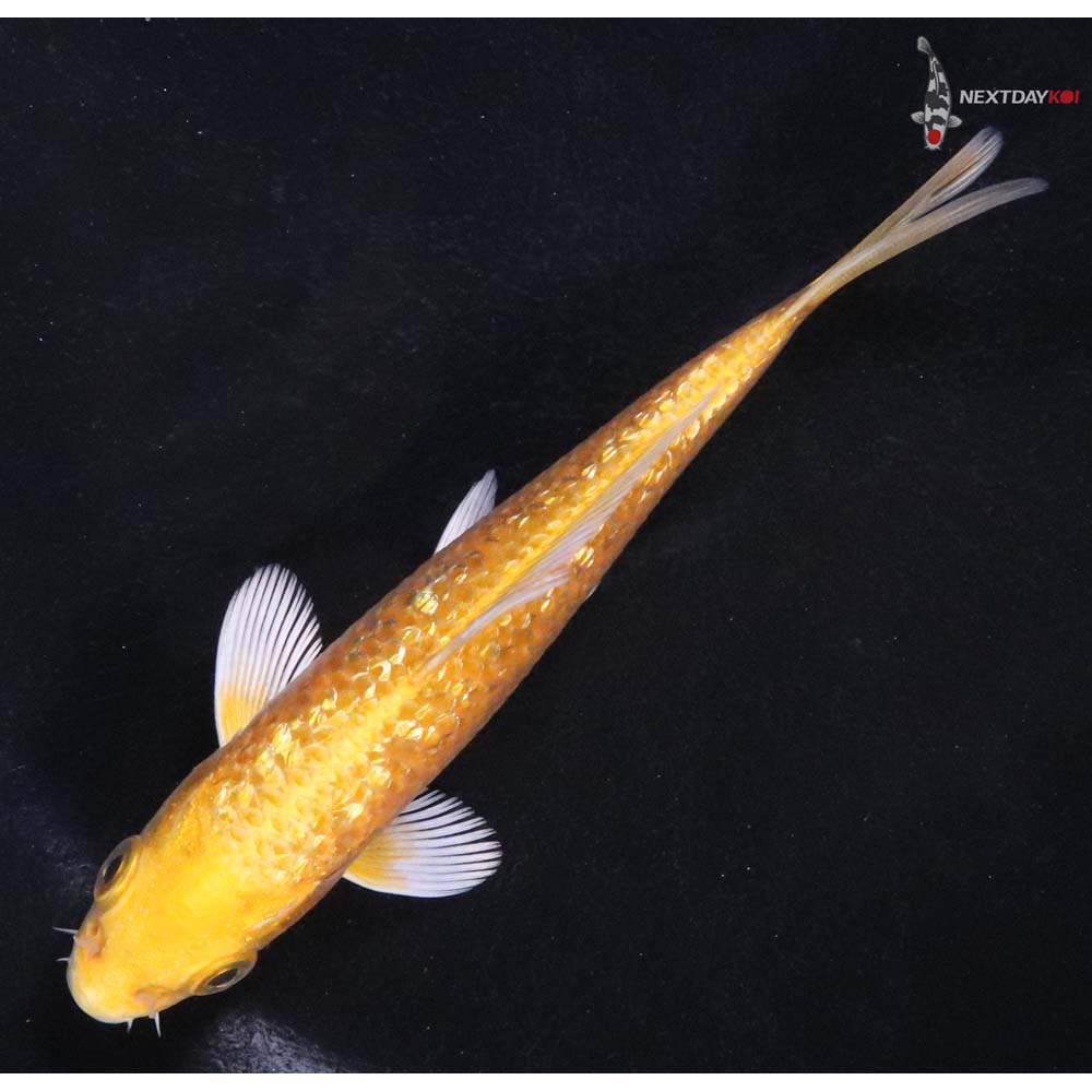 4.5” Imported Gin Rin Yamabuki Ogon - Image 5