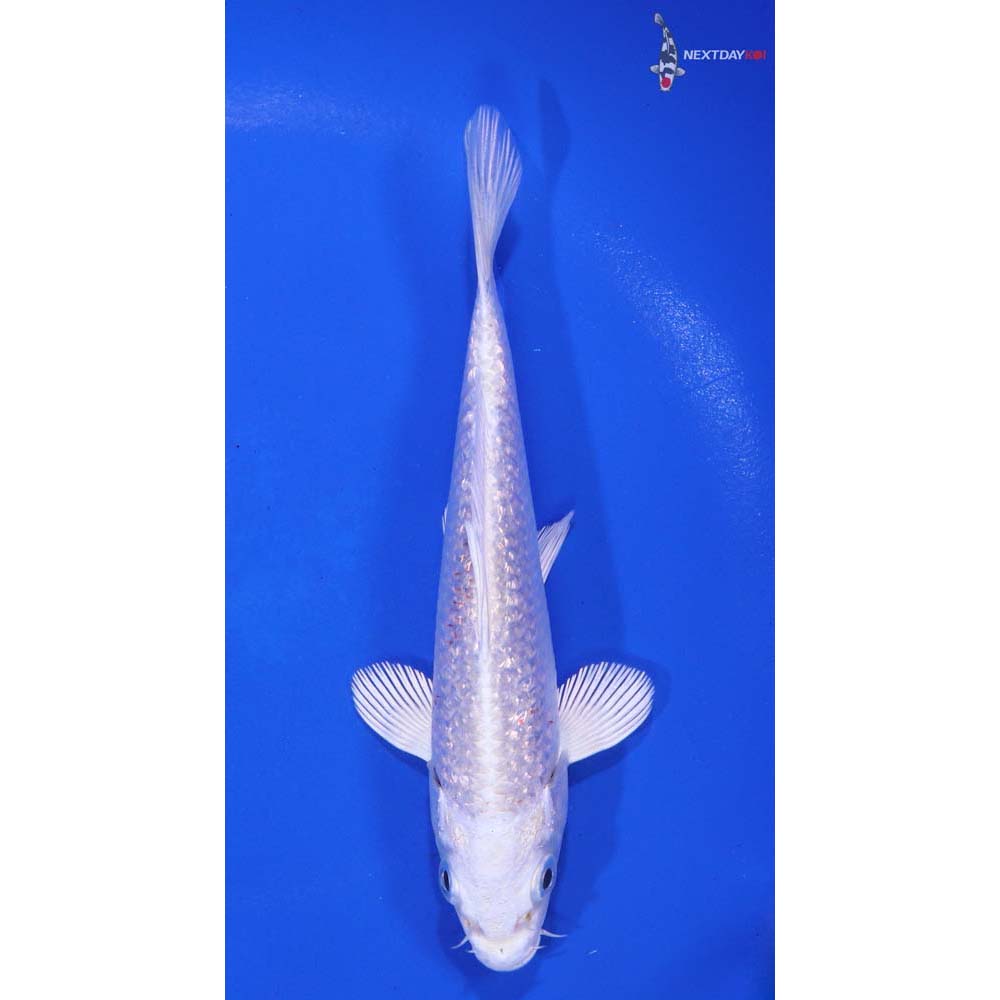 4.5” Imported Gin Rin Platinum Ogon