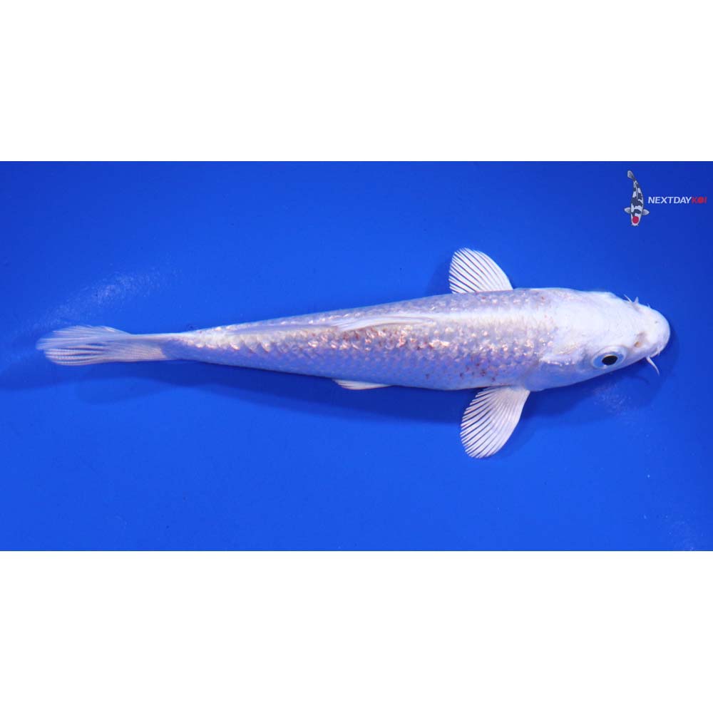 4.5” Imported Gin Rin Platinum Ogon - Image 2