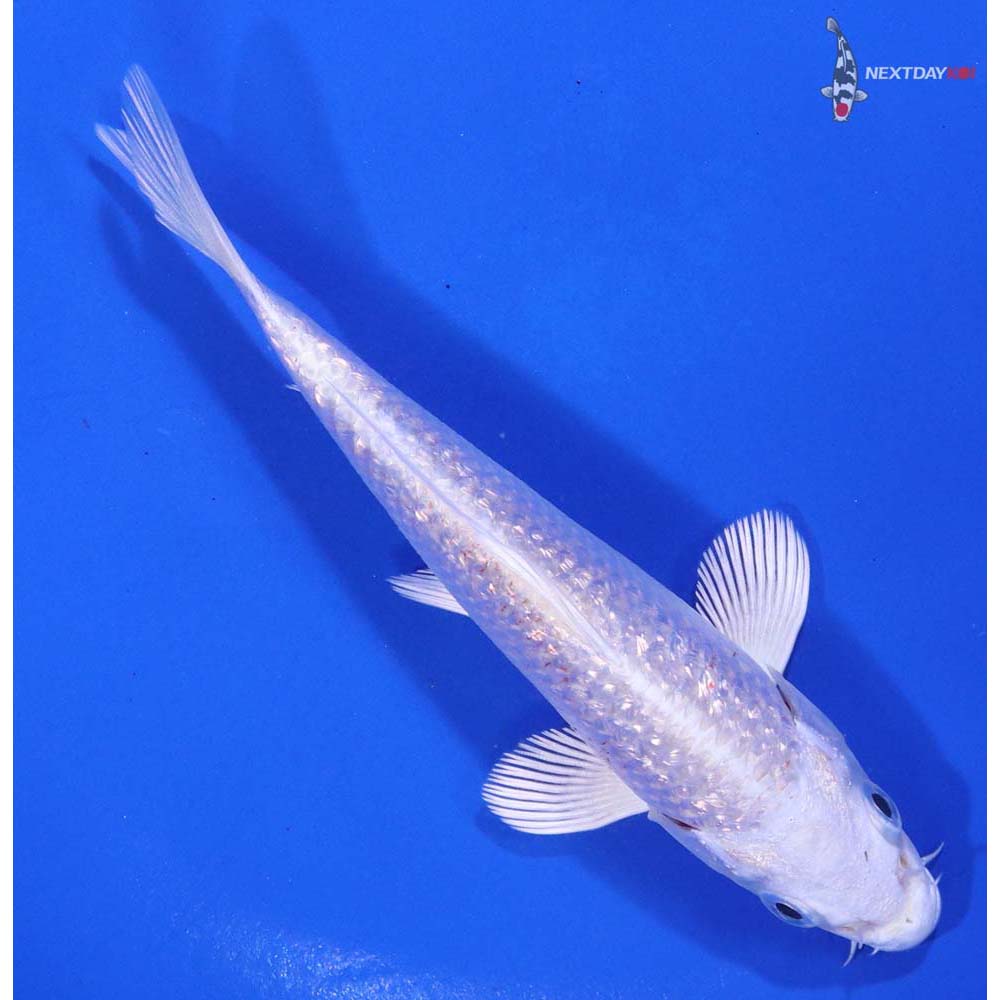 4.5” Imported Gin Rin Platinum Ogon - Image 3