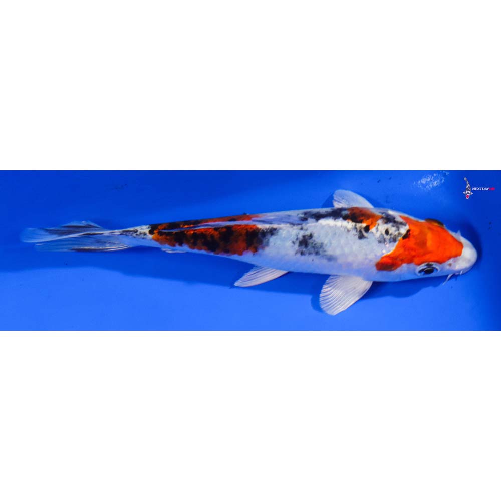 6” Imported Yamato Nishiki - Image 2