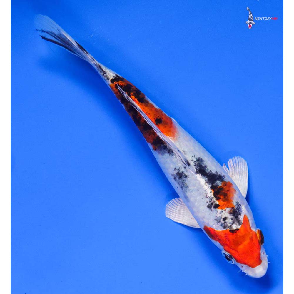 6” Imported Yamato Nishiki - Image 3