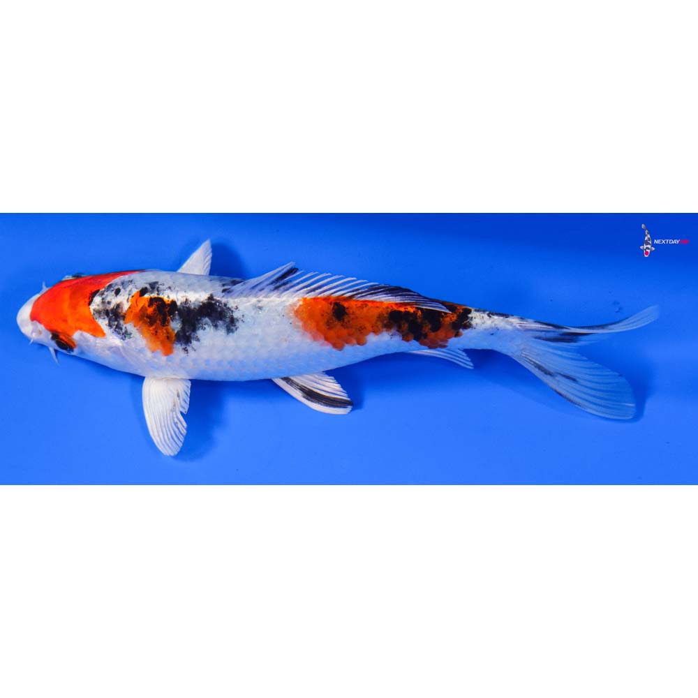 6” Imported Yamato Nishiki - Image 4