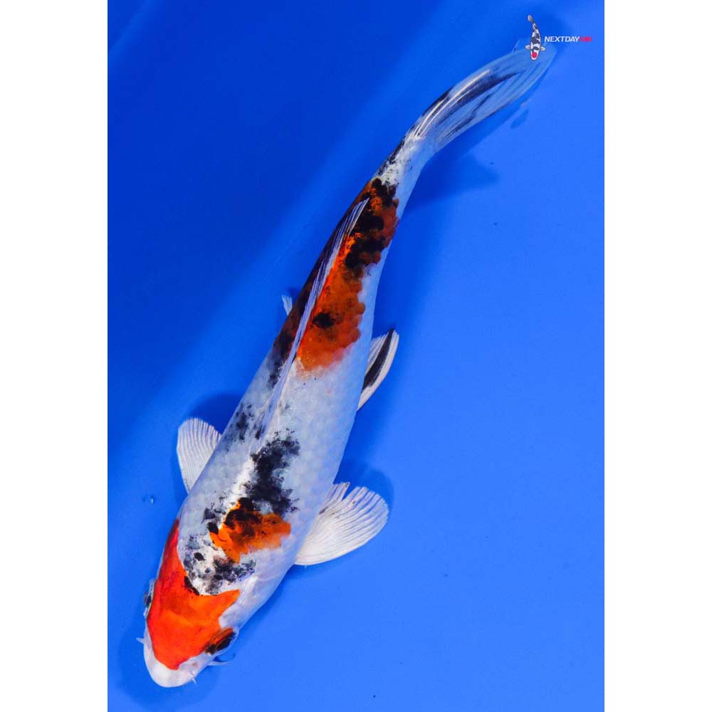 6” Imported Yamato Nishiki - Image 5