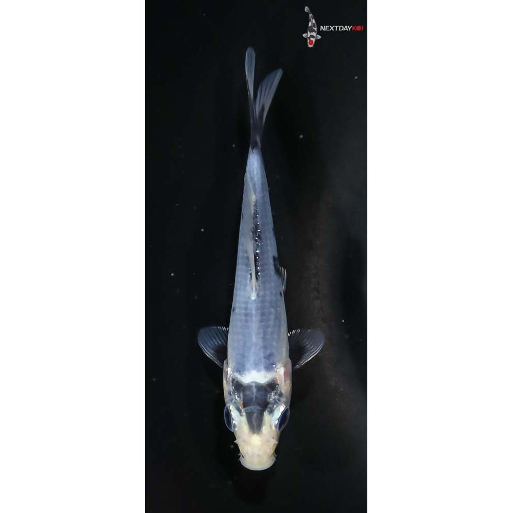 4.5” Imported Matsukawabakke