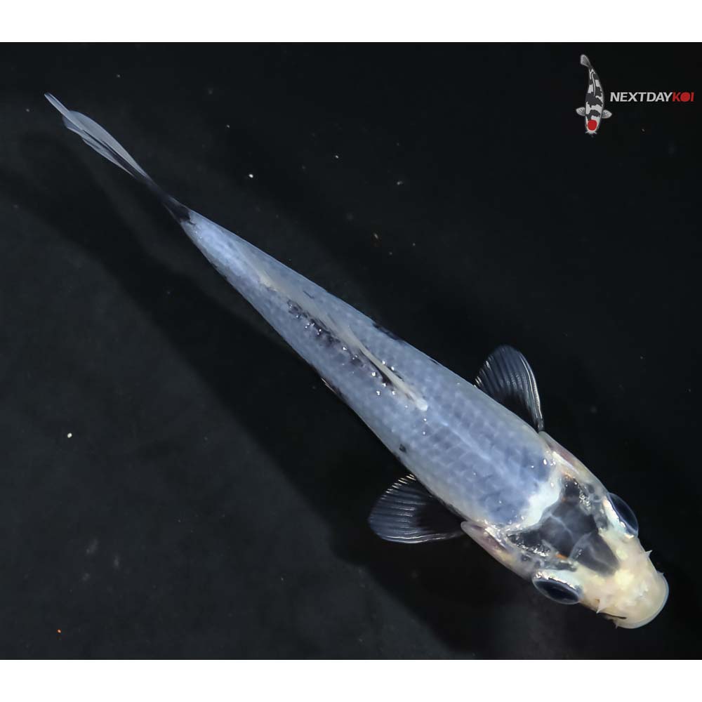 4.5” Imported Matsukawabakke - Image 3