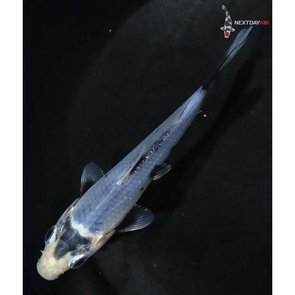 4.5” Imported Matsukawabakke - Image 5