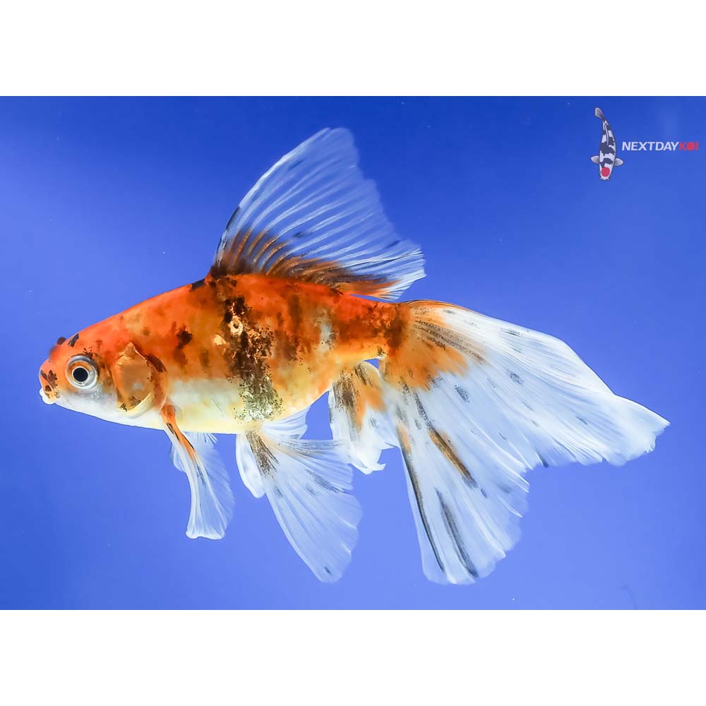 5.5” Imported Bristol Shubunkin - Image 2