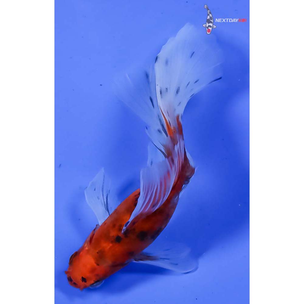 5.5” Imported Bristol Shubunkin - Image 3