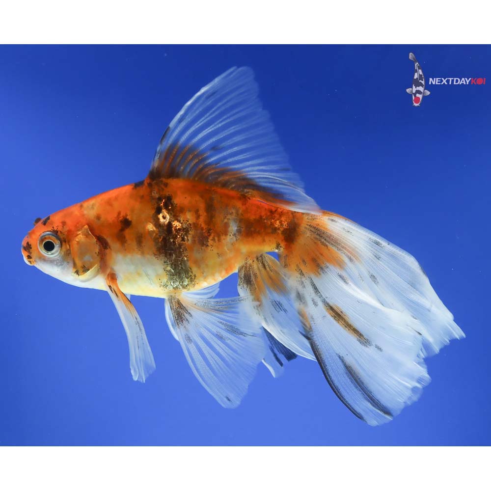 5.5” Imported Bristol Shubunkin - Image 5