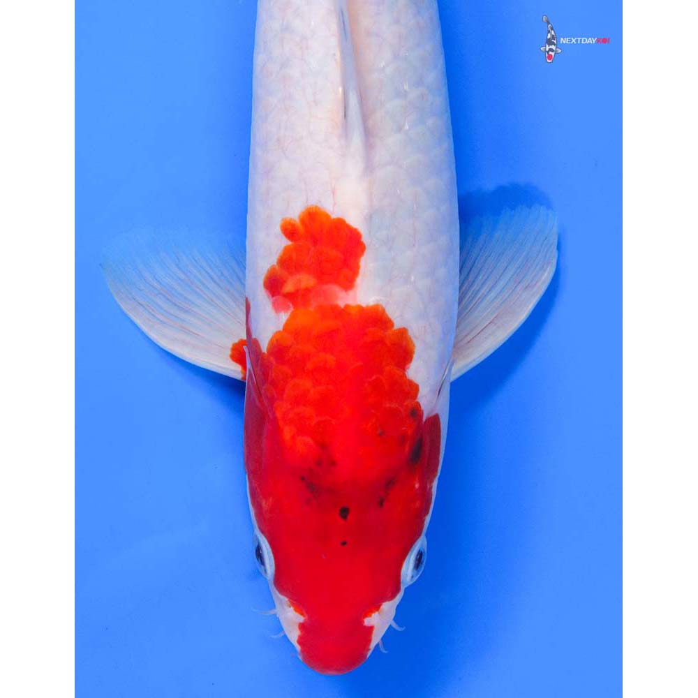 13” Imported Male Kohaku - Image 2
