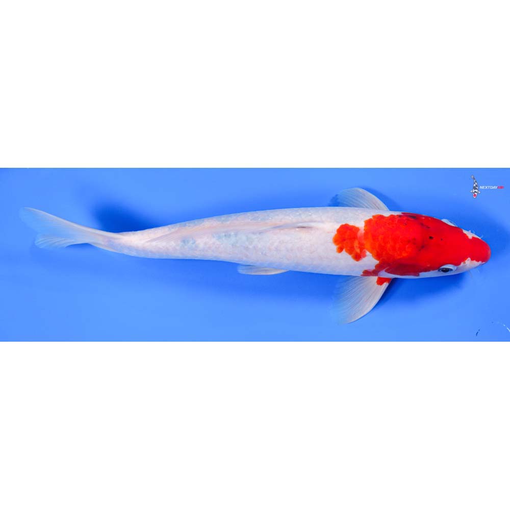 13” Imported Male Kohaku - Image 3