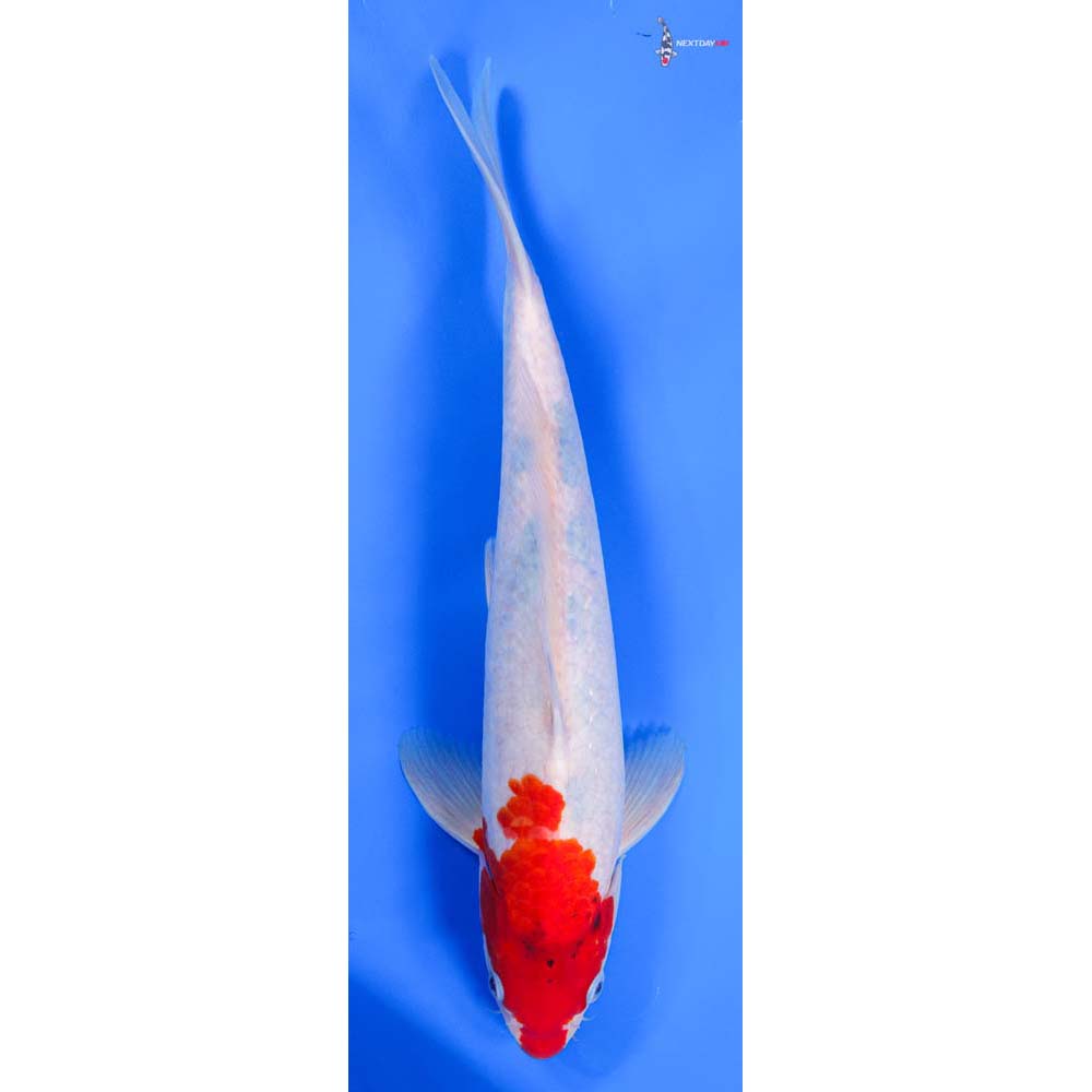 13” Imported Male Kohaku - Image 4
