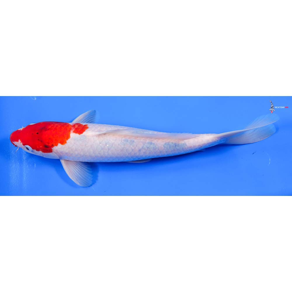 13” Imported Male Kohaku - Image 5