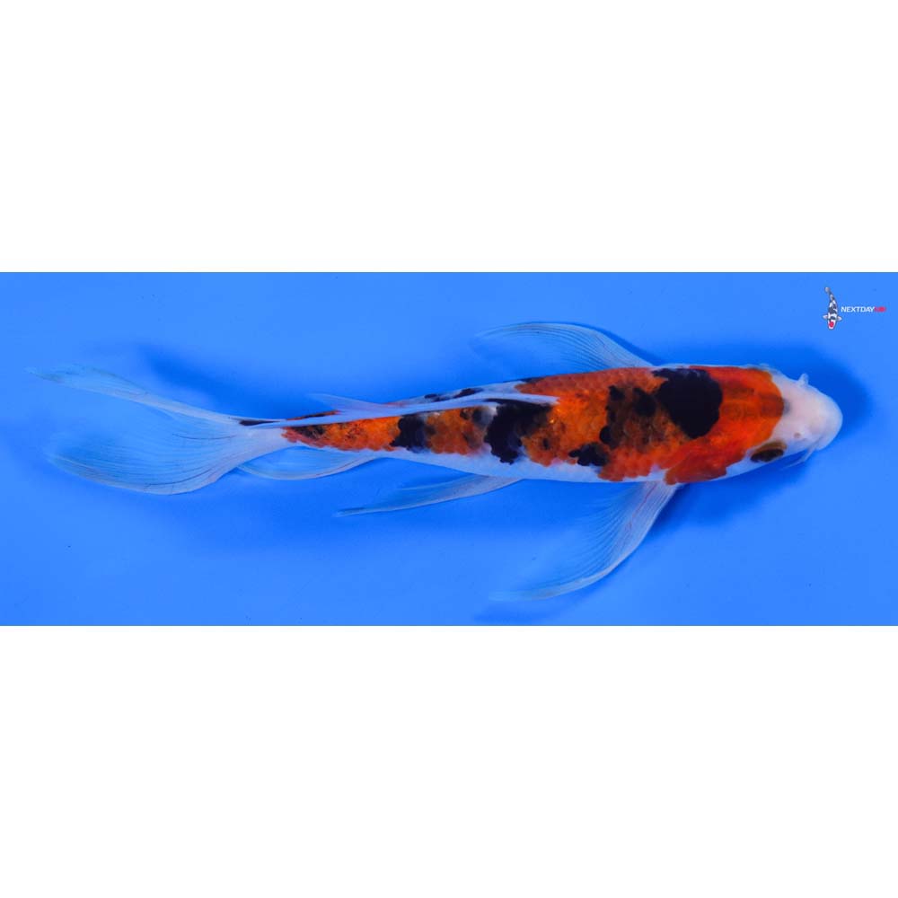 7” Imported Sanke Butterfly Koi - Image 2