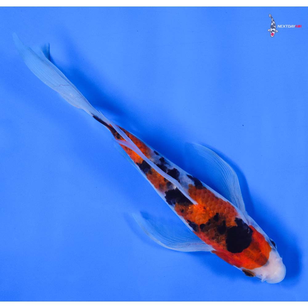 7” Imported Sanke Butterfly Koi - Image 3