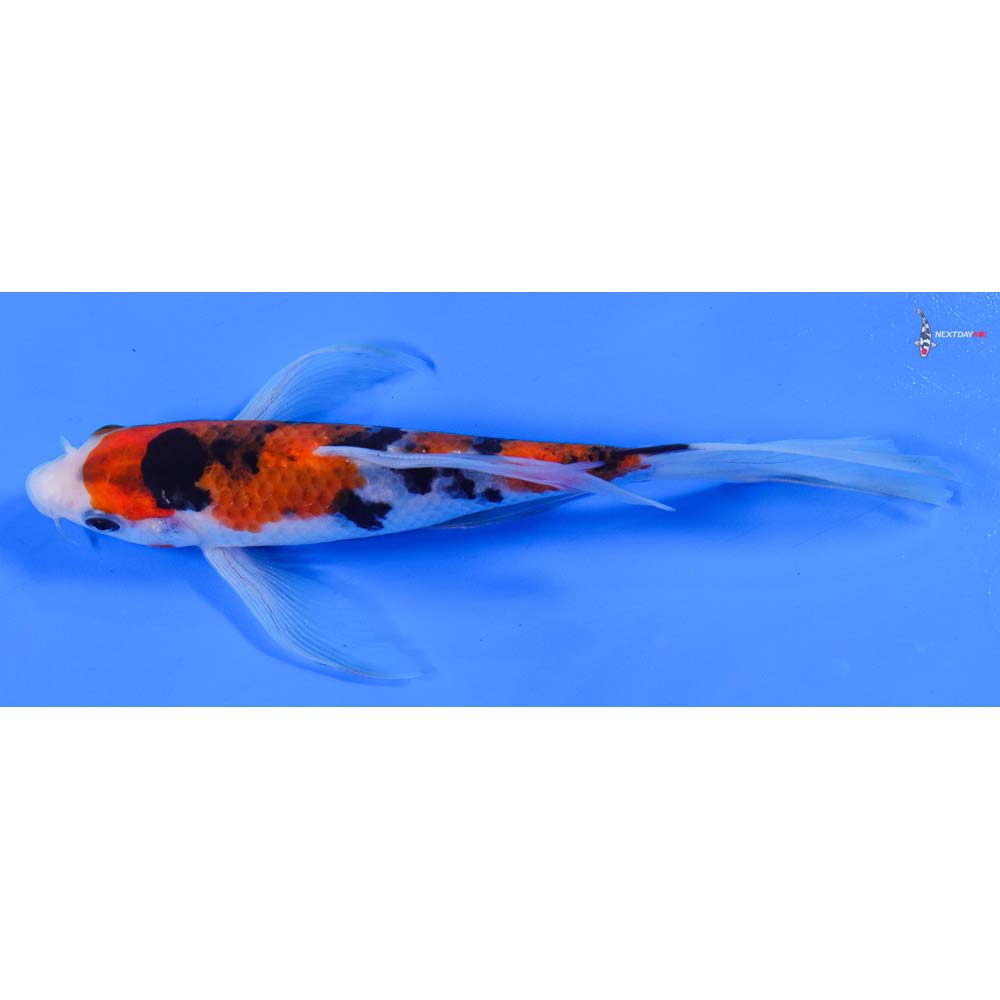 7” Imported Sanke Butterfly Koi - Image 4