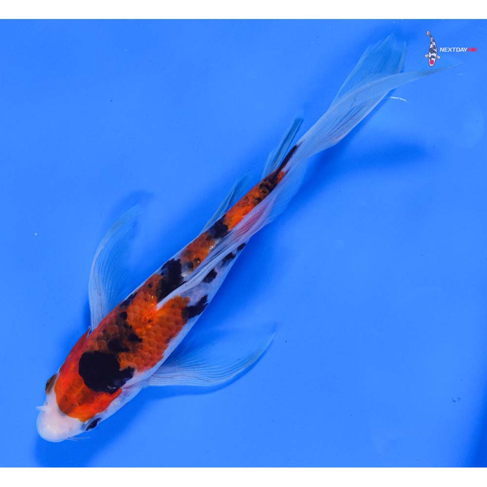 7” Imported Sanke Butterfly Koi - Image 5