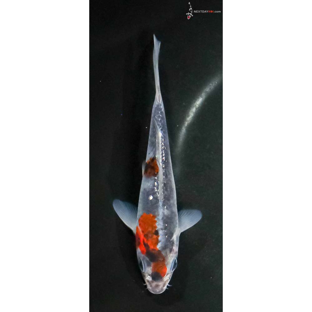 5” Imported Goshiki