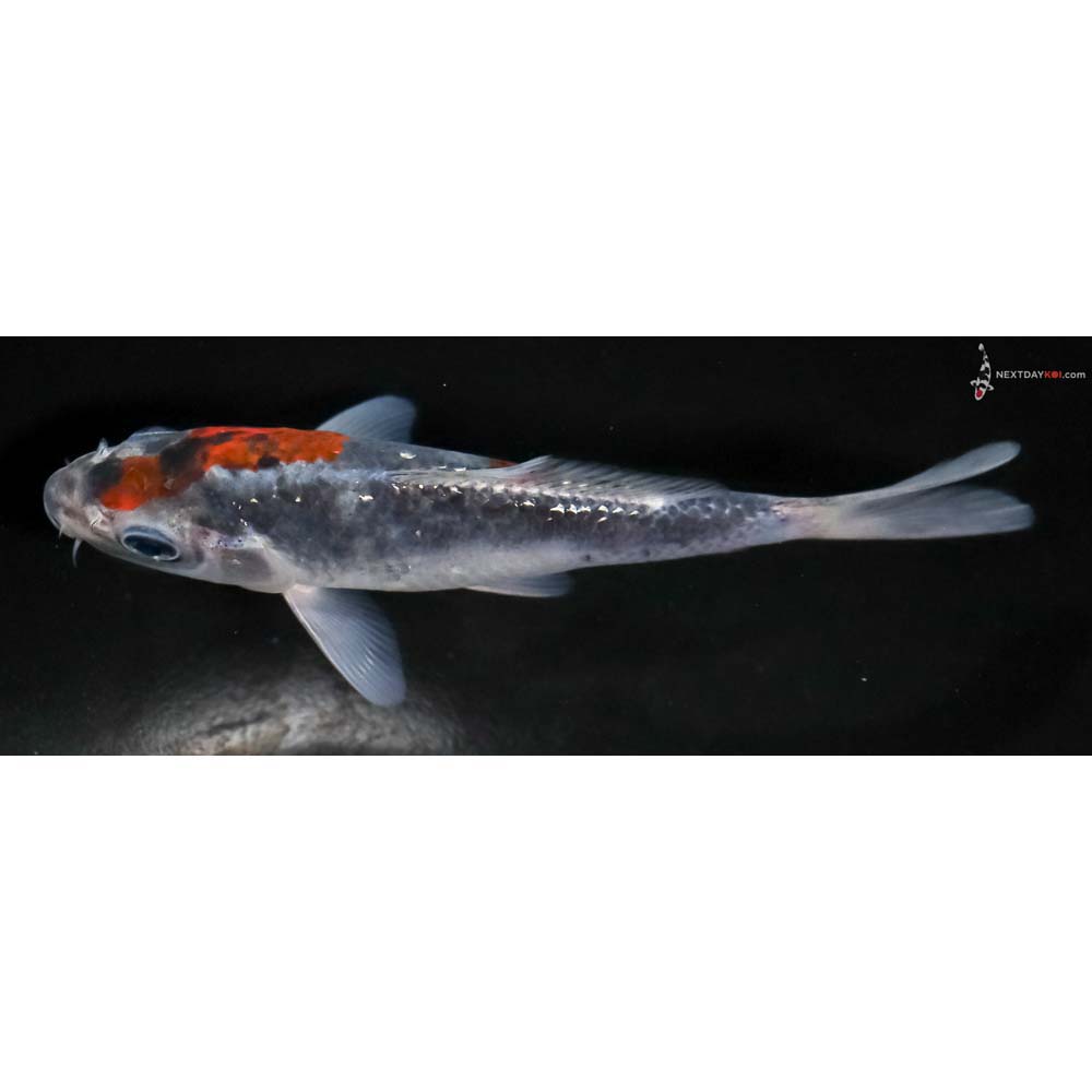 5” Imported Goshiki - Image 4