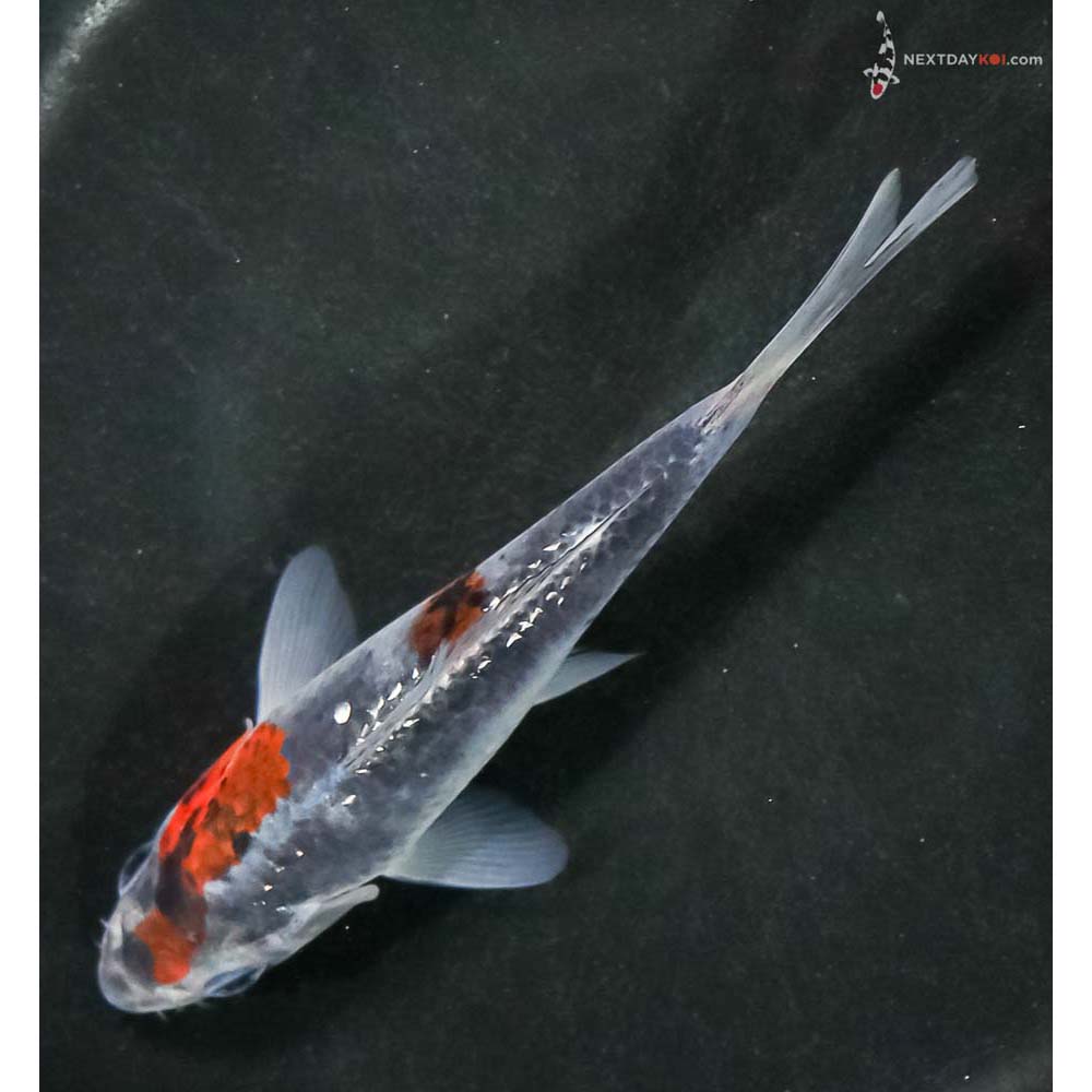 5” Imported Goshiki - Image 5