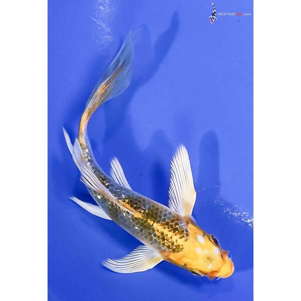 5” Imported Gin Rin Kujaku Butterfly Koi