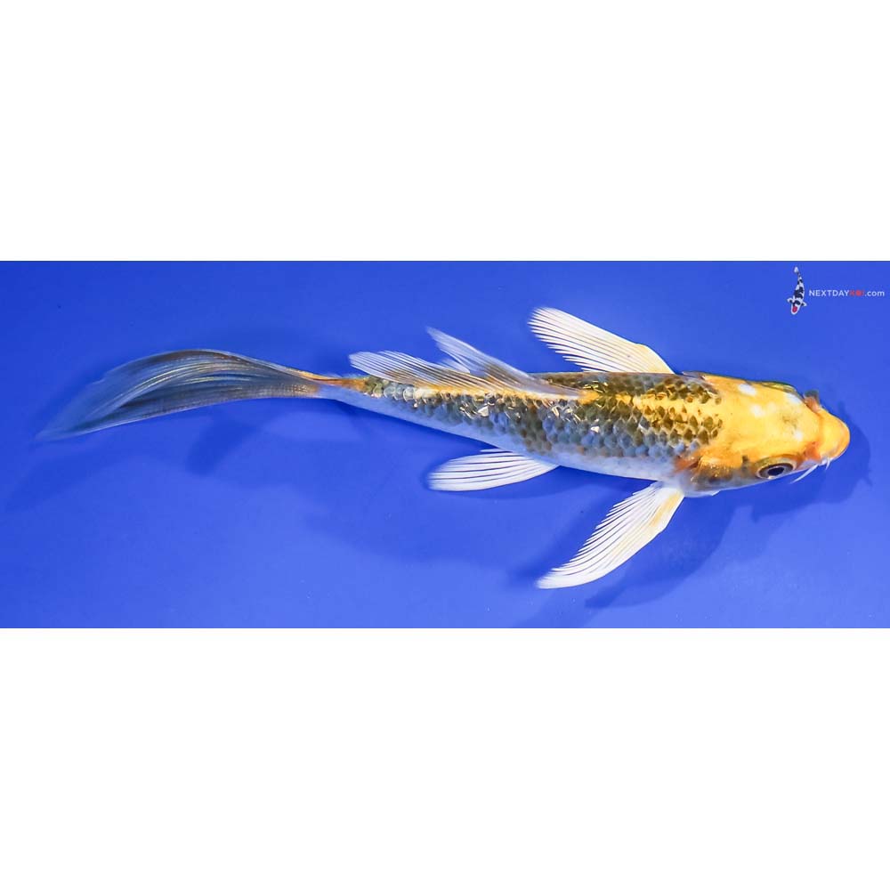 5” Imported Gin Rin Kujaku Butterfly Koi - Image 2