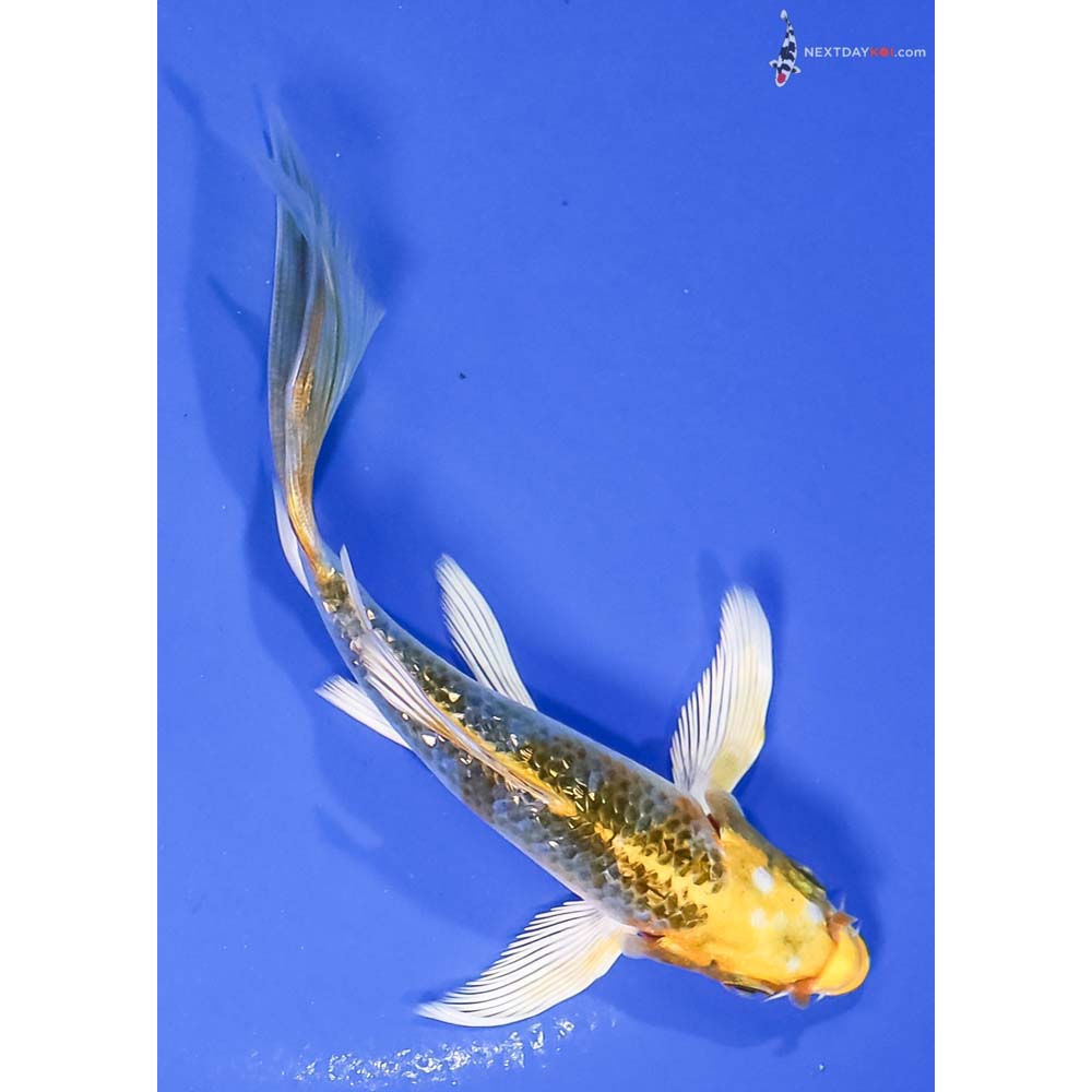 5” Imported Gin Rin Kujaku Butterfly Koi - Image 3