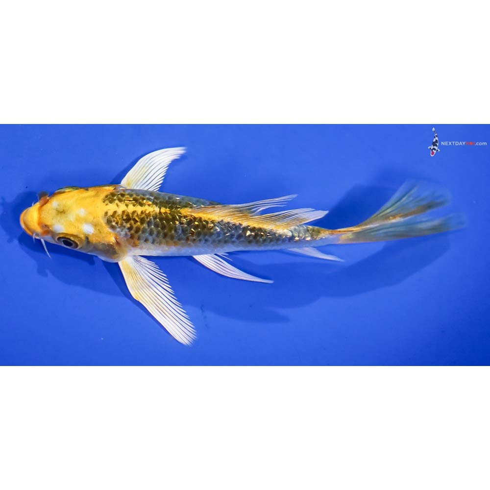 5” Imported Gin Rin Kujaku Butterfly Koi - Image 4