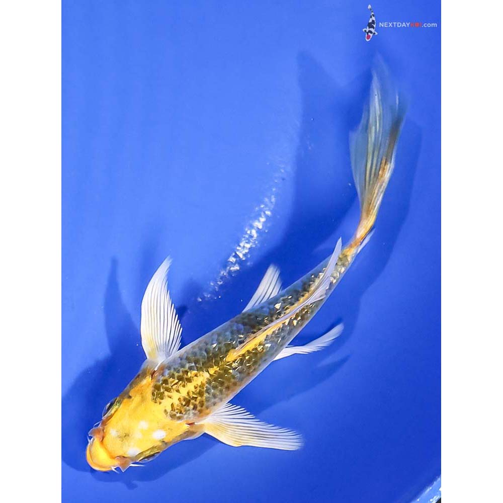 5” Imported Gin Rin Kujaku Butterfly Koi - Image 5